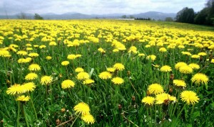 DANDELIONS